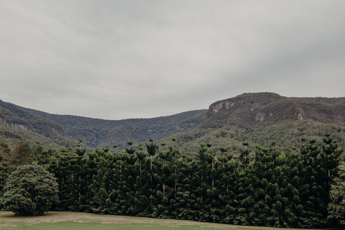 Rows of hoop pines on Bower Estate's lawn beneath the Gold Coast hinterland escarpment.