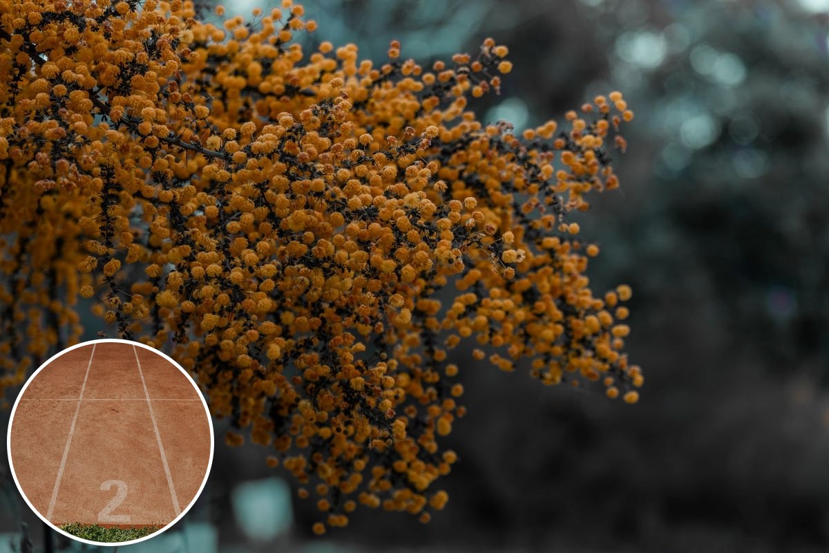 A wattle tree heavy with golden blossom against a dark background.