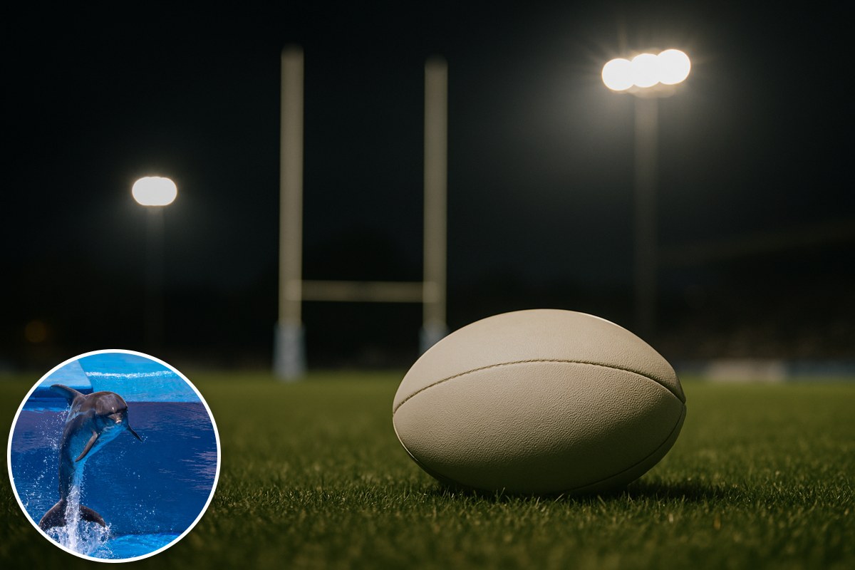 A rugby league ball on turf under floodlights, with a leaping dolphin inset.
