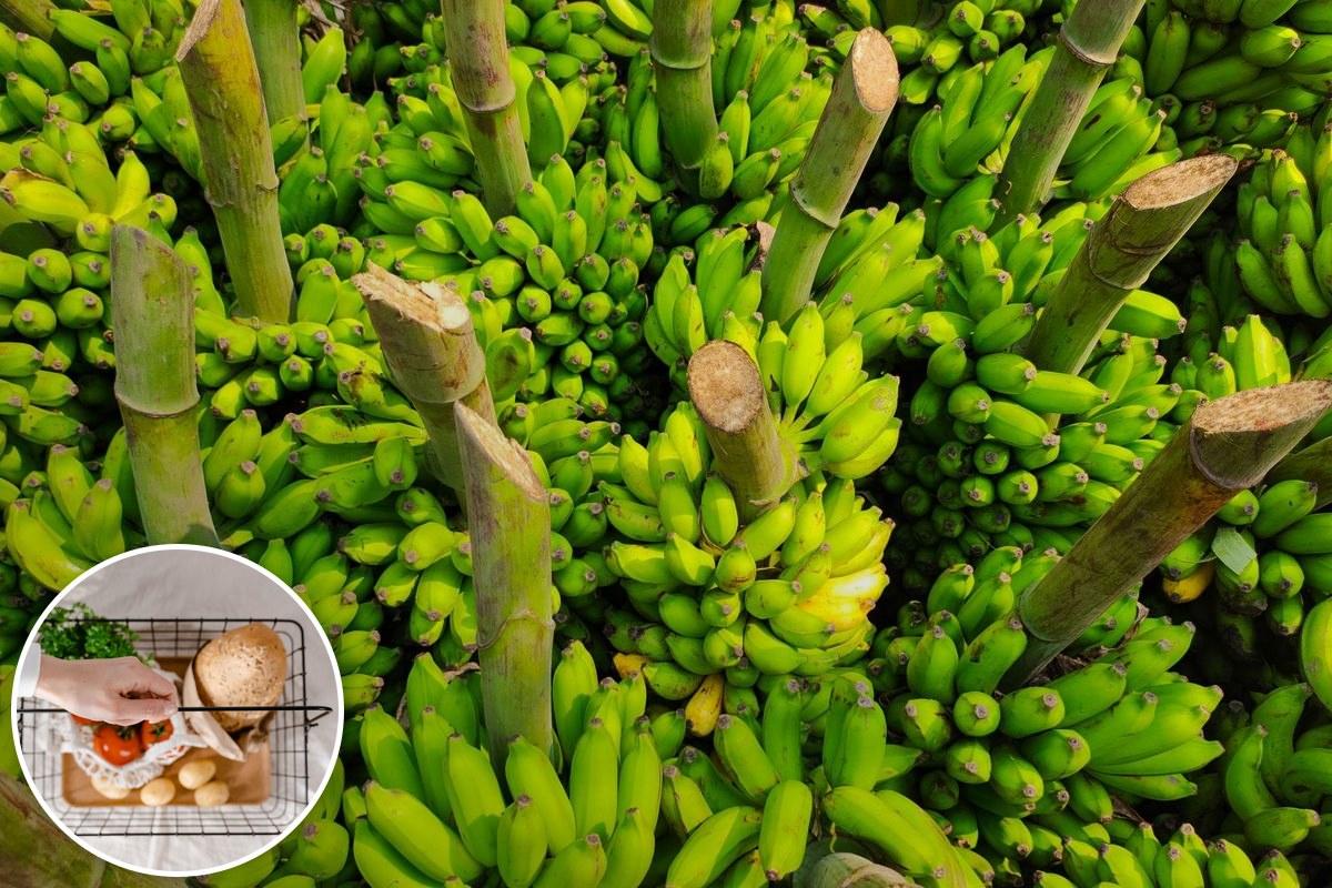 Bunches of green bananas growing in a plantation.