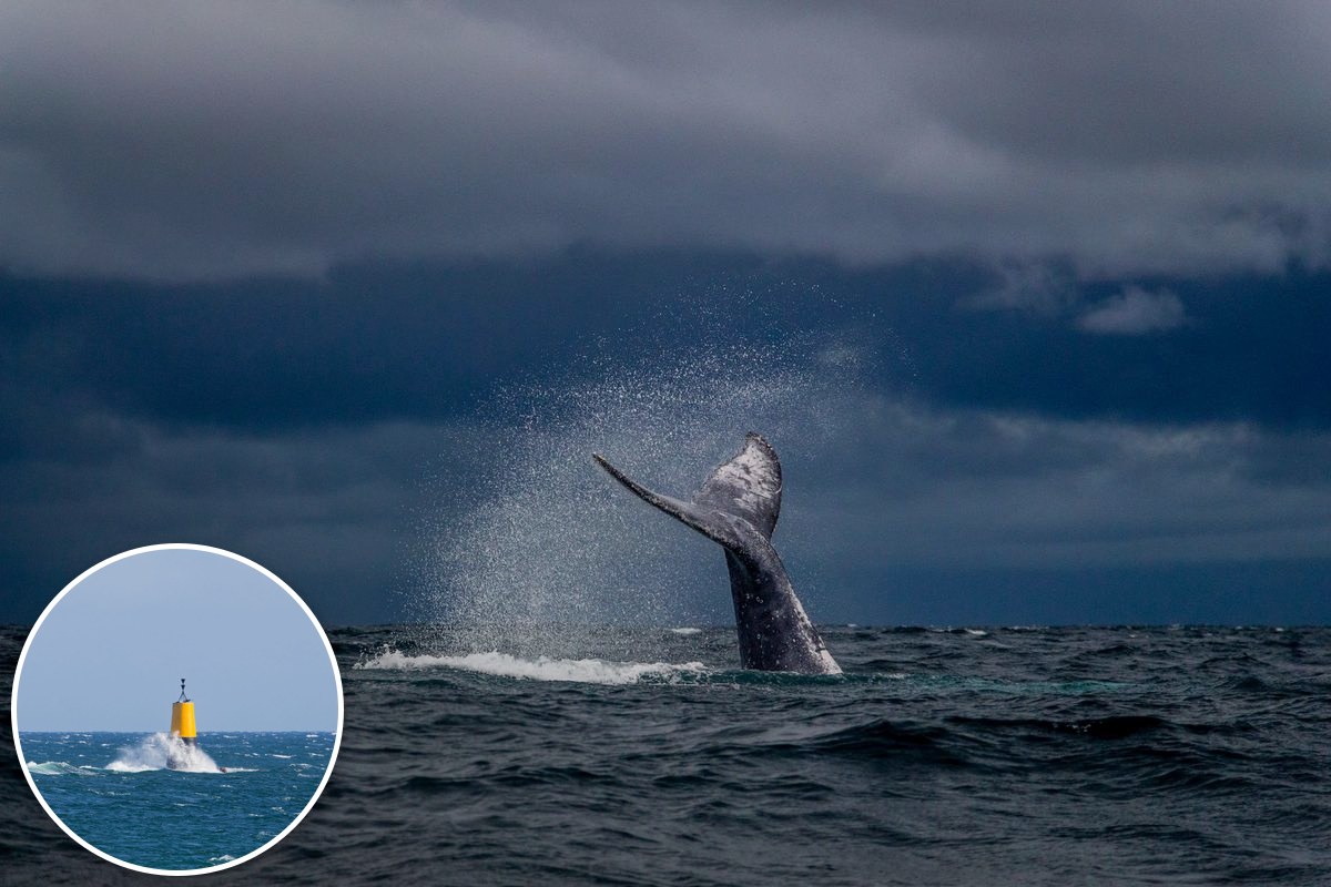 A humpback whale's tail above stormy seas, with a yellow marker buoy inset.