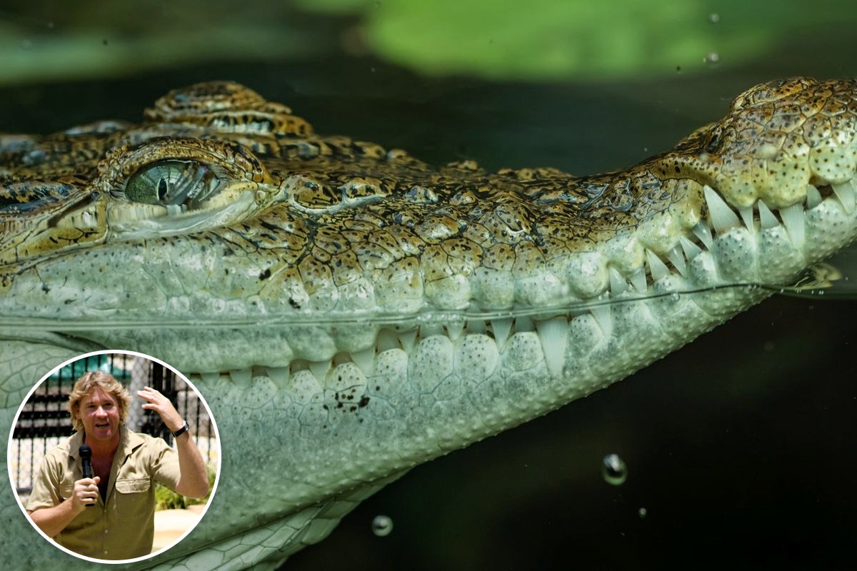 A saltwater crocodile at the water's surface, with an inset photo of Steve Irwin speaking in khaki.