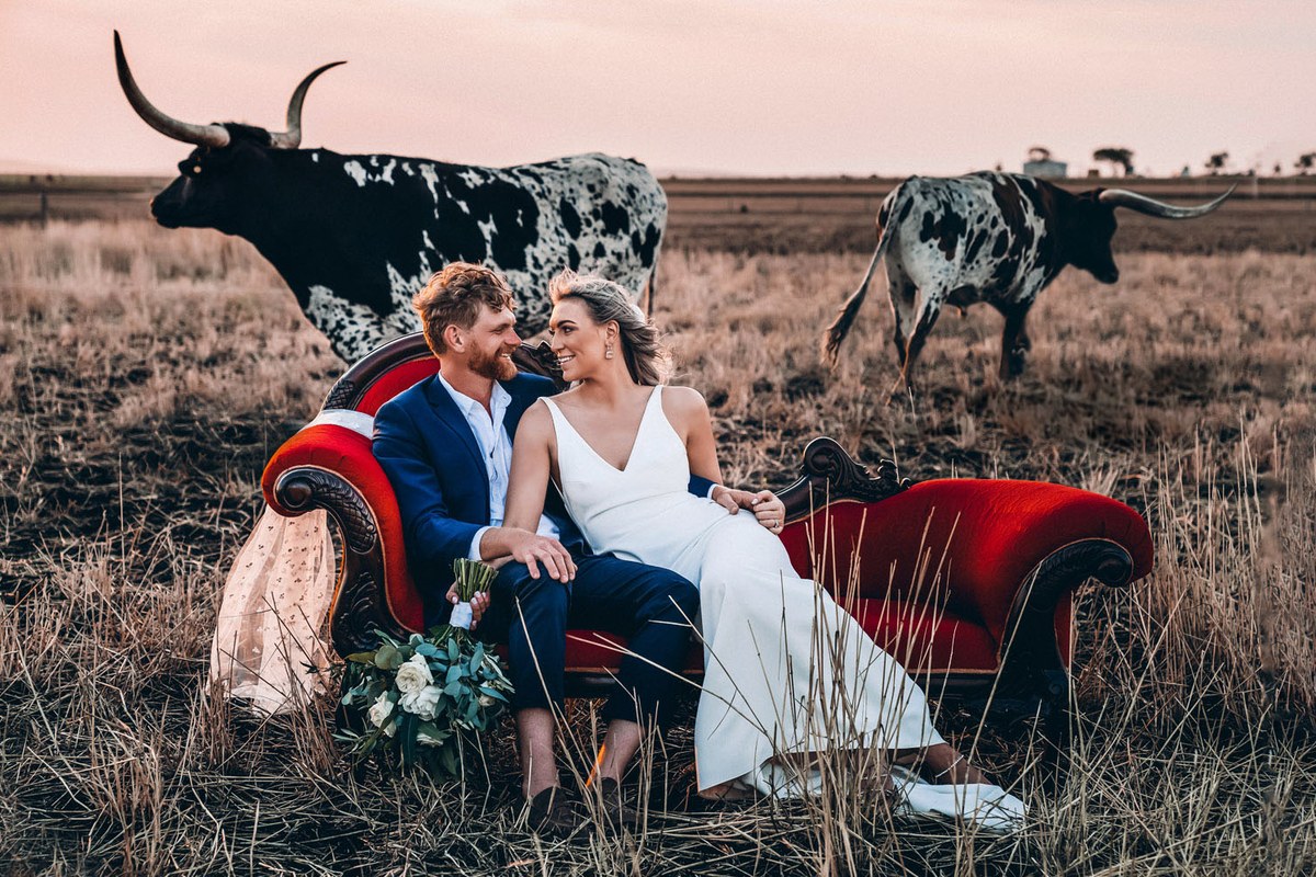 A newly married couple sit on a red chaise in a golden paddock at sunset, longhorn cattle grazing behind them.